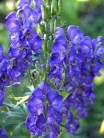 aconitum