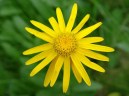 Arnica2